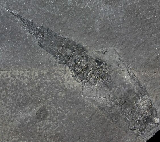 Rare Silurian Phyllocarid (Ceratiocaris) - Scotland #63384